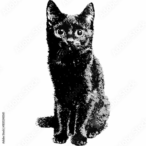 black cat on white background
