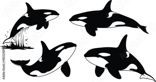 Black and white illustration of four orcas swimming in the ocean