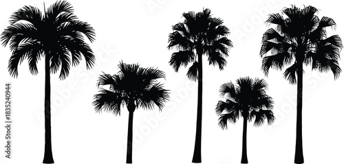 Silhouette of multiple palm trees against a plain white background