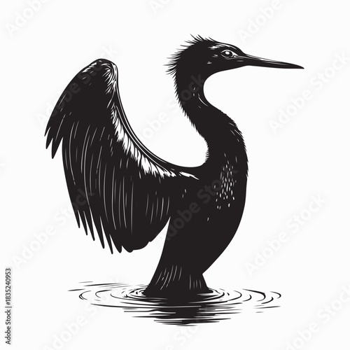 Anhinga Bird Drying Feather Vector Silhouette on white background