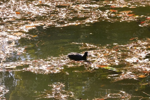 A coot surrounded by fallen leaves