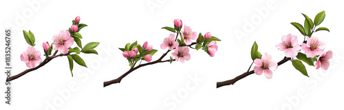 A beautiful illustration of cherry blossom branches various stages of blooming. set against a clean white background. ideal for spring-themed designs and floral decorations