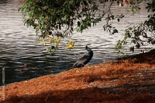 A cormorant standing in a Japanese autumn landscape