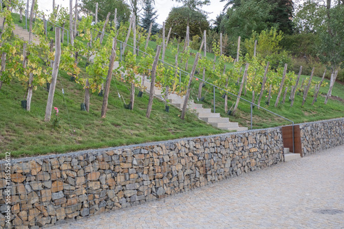 Gabionenwand vor einem Weinberg auf der Landesgartenschau Burg bei Magdeburg