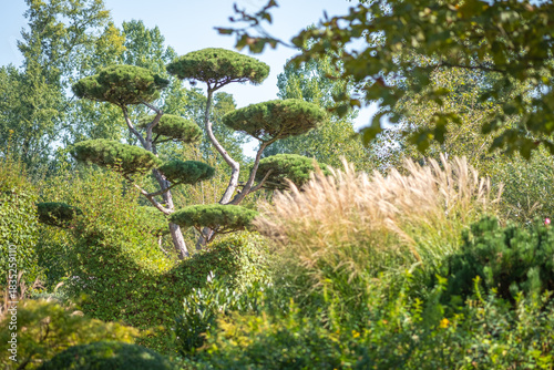 Pinus sylvestris Bonsai