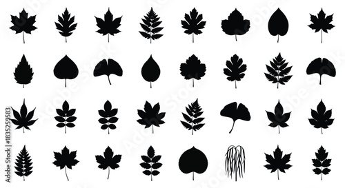 Collection of various black silhouette plant leaf shapes