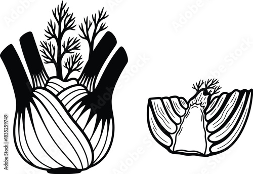 Fennel bulb and half illustration in black and white line art