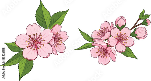 Hand drawn pink cherry blossom branches with green leaves on white background