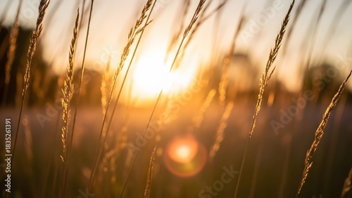 Fototapeta Naklejka Na Ścianę i Meble -  Golden sunset over a field of tall grass warm light and bokeh effect serene nature background for su