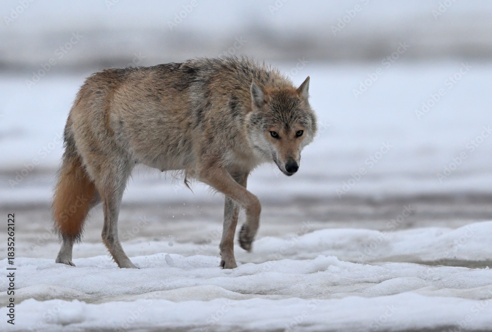 Fototapeta premium wolf in snowFemale Grey Wolf walking through snowy forests of Finland