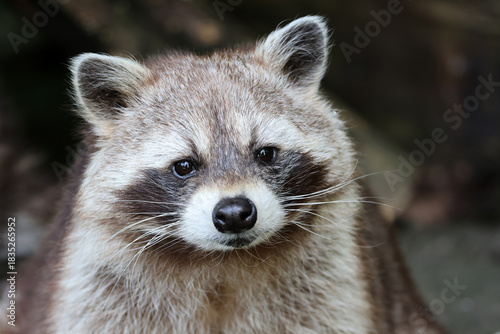 portrait of a cute raccoon close up in the nature.