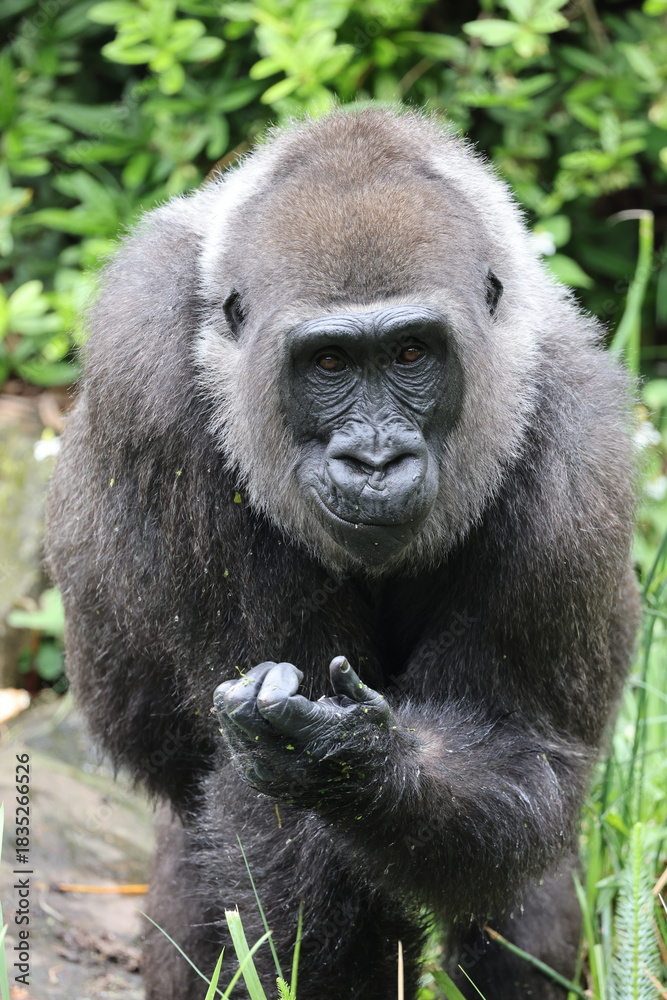 Fototapeta premium close up of a Western Lowland gorilla
