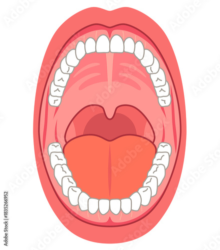 口の中　口腔内の構造