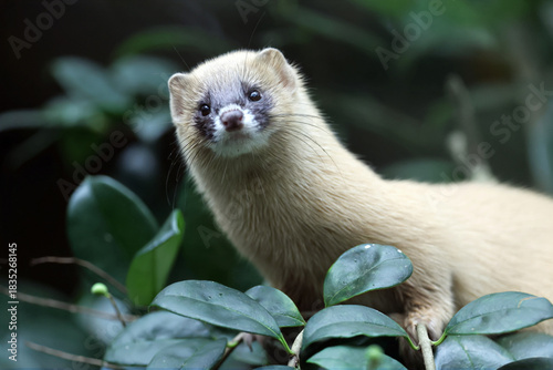the golden - belwed mongoose ( cycyiccyus fericys )