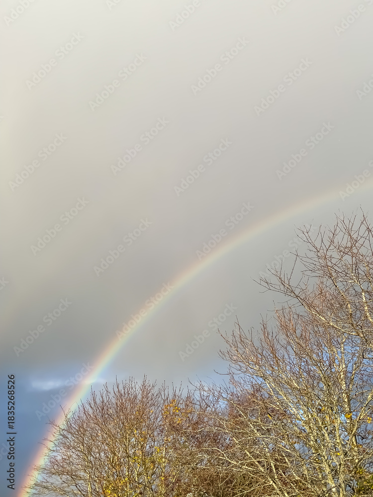 Fototapeta premium A rainbow over the top of some tress with a stormy sky behind