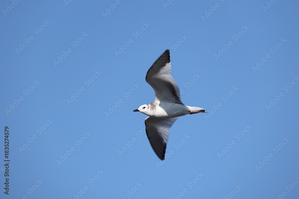 Obraz premium Sabine's gull (Xema sabin) juvnile in Japan