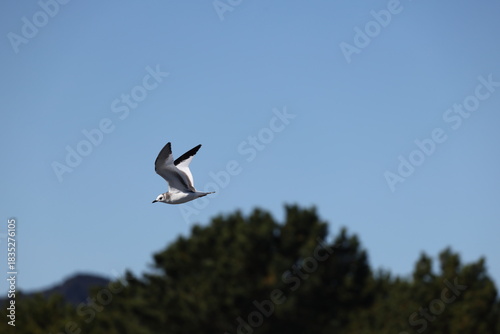 Foto Sabine's gull (Xema sabin) juvnile in Japan