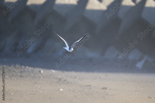 Foto Sabine's gull (Xema sabin) juvnile in Japan
