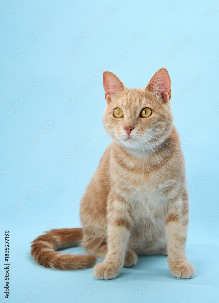 Obraz premium Ginger cat calmly sits with curled tail, looking relaxed.