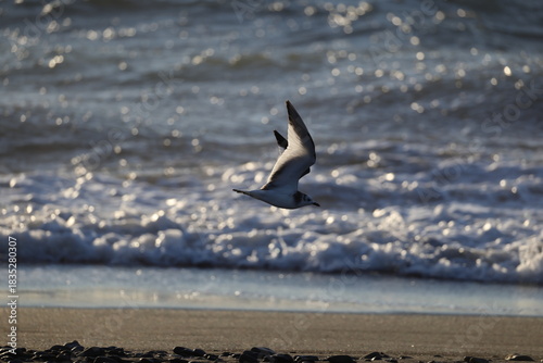 Fotografía Sabine's gull (Xema sabin) juvnile in Japan
