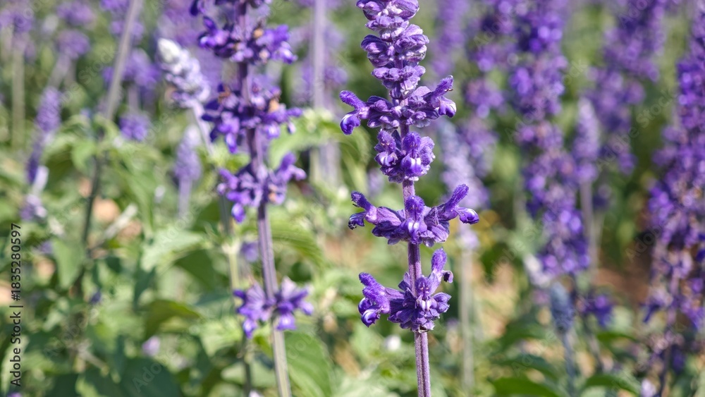 Obraz premium Purple lavender flowers bloom in field.