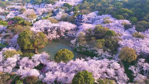Wuhan East Lake ountain Cherry blossom Garden Spring Scenery