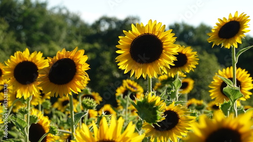 美しいヒマワリの花