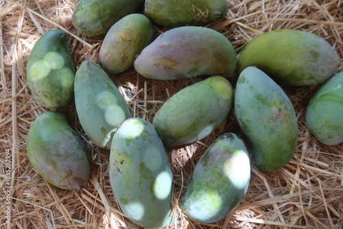 Ripe Mango fruits harvested and ready to sell