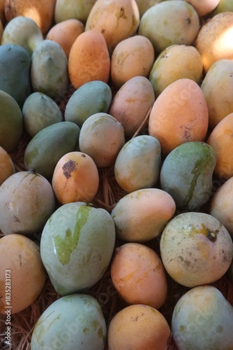 Ripe Mango fruits harvested and ready to sell