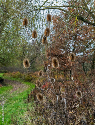 Dried Wild Teasel, (Dipsacus fullonum, syn. Dipsacus sylvestris), in a forested environment; dried flower heads were formerly used for carding wool, now for ornamental use only.