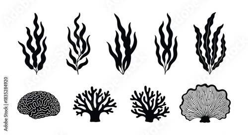 Black and white illustration of various seaweed and coral reef organisms
