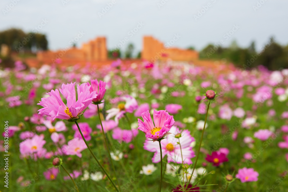 Fototapeta premium Cosmos Flower Garden on the mountain in Doi Saket District, Chiang Mai