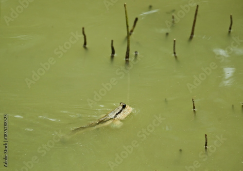 Giant mudskipper ( Periophthalmodon schlosseri ) in water, Thailand.