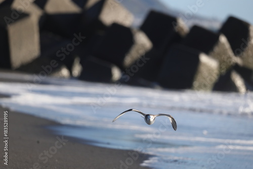 Foto Sabine's gull (Xema sabin) juvnile in Japan