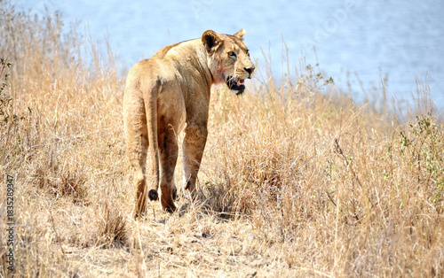  Wild African lions on the grass, Masai Mara. Kenya, Africa 