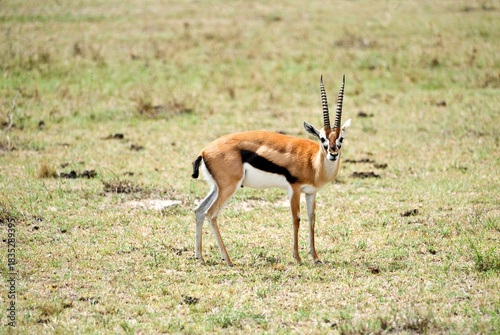Beautiful impala antelope on the savannah.Tanzania, Africa, and Kenya 