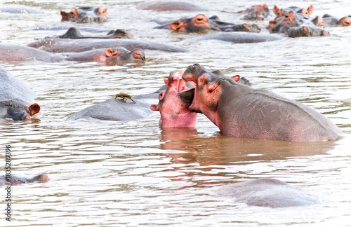 Hippopotamus in the African forest. Wildlife, wild animals, national park 