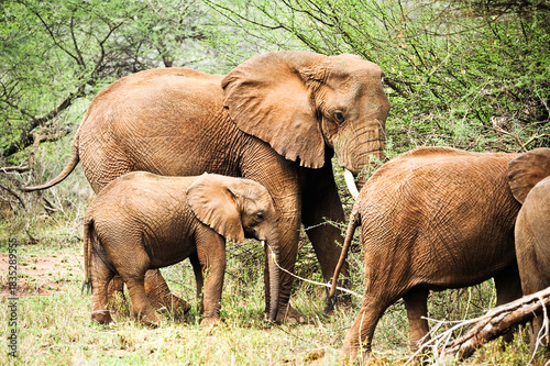 African elephant family in Botswana wildlife scene from nature    