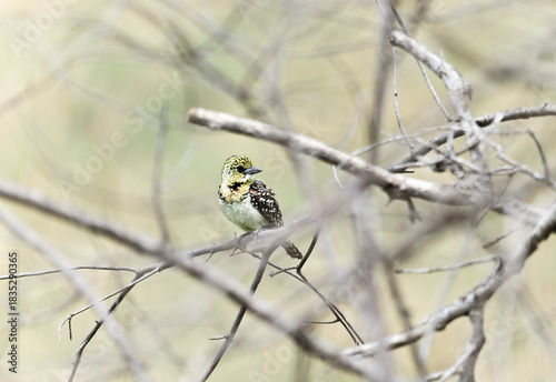 Crested Barbet (Trachyphonus vaillantii) perched on branch. Taken in Kruger National Park, South Africa.