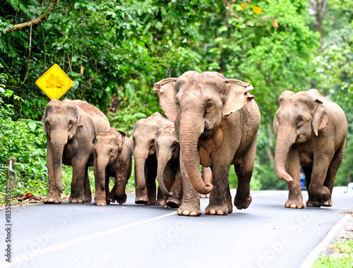 Family of Asian elephant in Khao Yai National Park,Thailand.Khao Yai National Park is a perfect park with many animals, home to wild animals.

