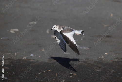 Quadro su tela Sabine's gull (Xema sabin) juvnile in Japan