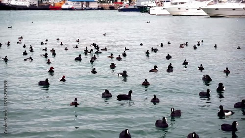 Black ducks, coots, swim in coastal area near pier in sea.