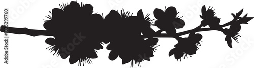 Silhouette of a blooming cherry blossom branch against a white background