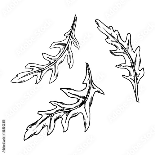 Vector illustration of three arugula leaves drawn with textured ink lines. Botanical food element suitable for salad designs, menu graphics, packaging templates and cooking themed projects