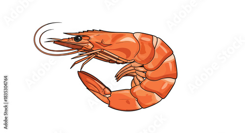 A detailed and realistic illustration of a single cooked pink shrimp or prawn isolated on a clean white background.