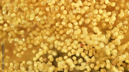 Millet groats fly against a dark background. Filmed on a high-speed camera at 1000 fps. High quality FullHD footage