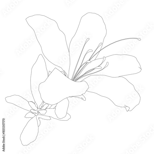 A black and white contour drawing of a lily flower, with detailed petals and stamens clearly outlined. The minimalist illustration sits on a stark white background for high contrast.