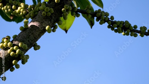 Dense cluster of edible Gular Fig fruits growing on the trunk of this large deciduous tree. Valued for shade, wildlife support, and traditional medicine.