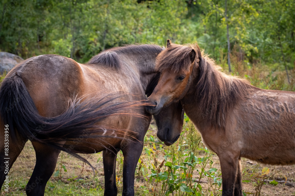 Fototapeta premium Beautiful brown horses in Swedish forest