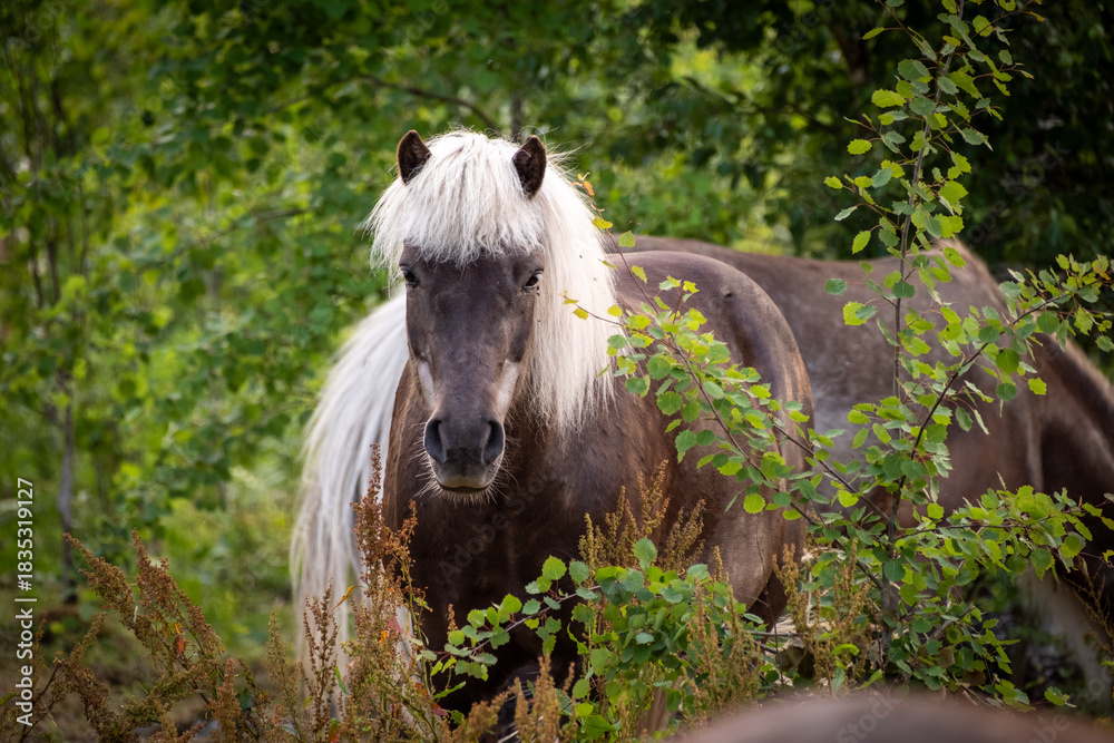 Fototapeta premium Beautiful brown horses in Swedish forest